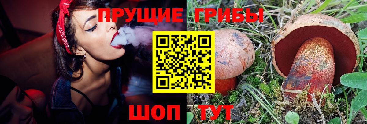 Псилоцибиновые грибы мицелий Заводоуковск